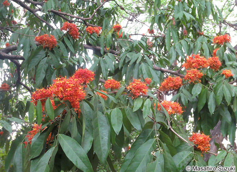 ムユウジュ Saraca asoca