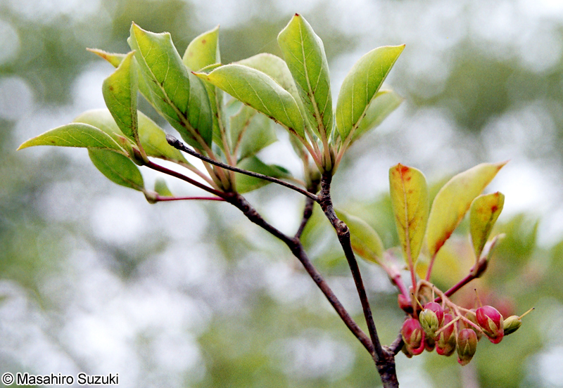 サラサドウダン Enkianthus campanulatus