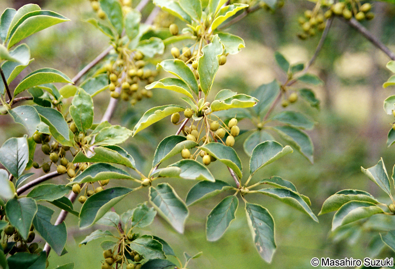 サラサドウダン Enkianthus campanulatus