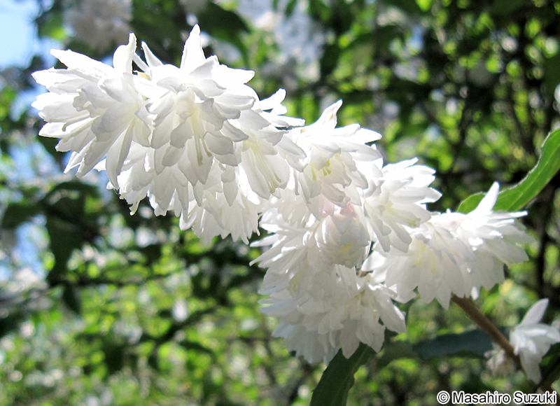 サラサウツギ Deutzia crenata f. plena