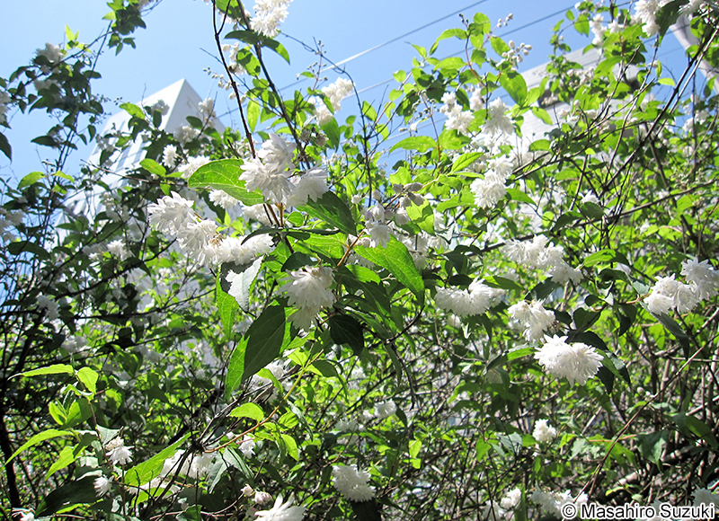 サラサウツギ Deutzia crenata f. plena
