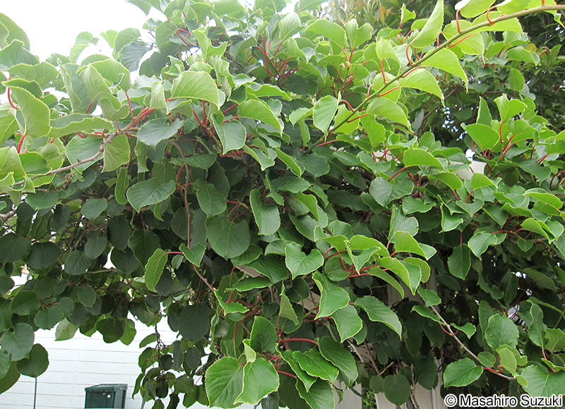 サルナシ Actinidia arguta