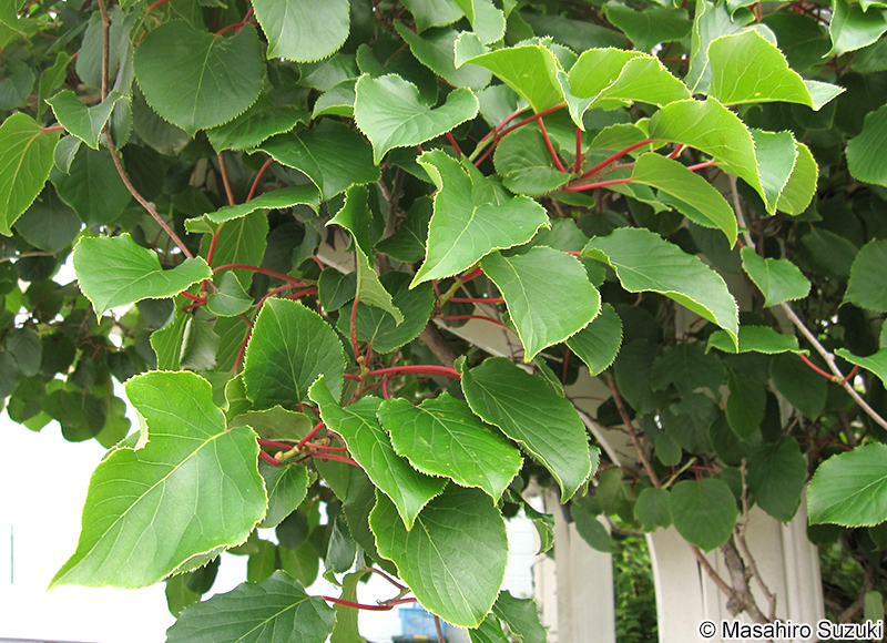 サルナシ Actinidia arguta