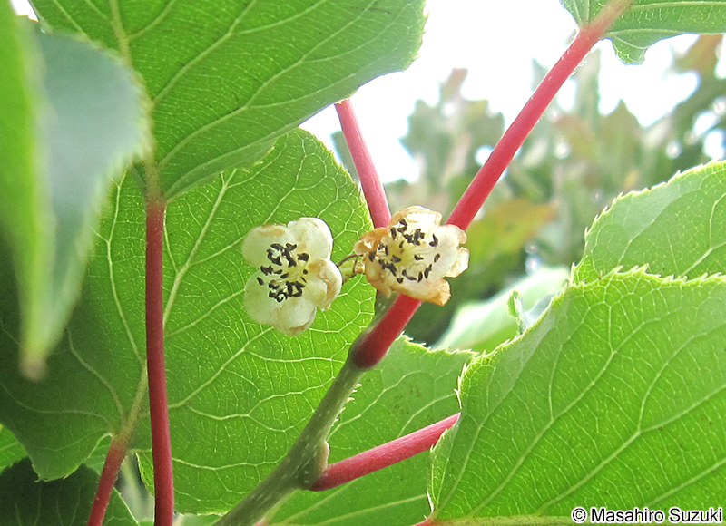 サルナシ Actinidia arguta