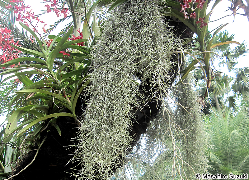 サルオガセモドキ Tillandsia usneoides