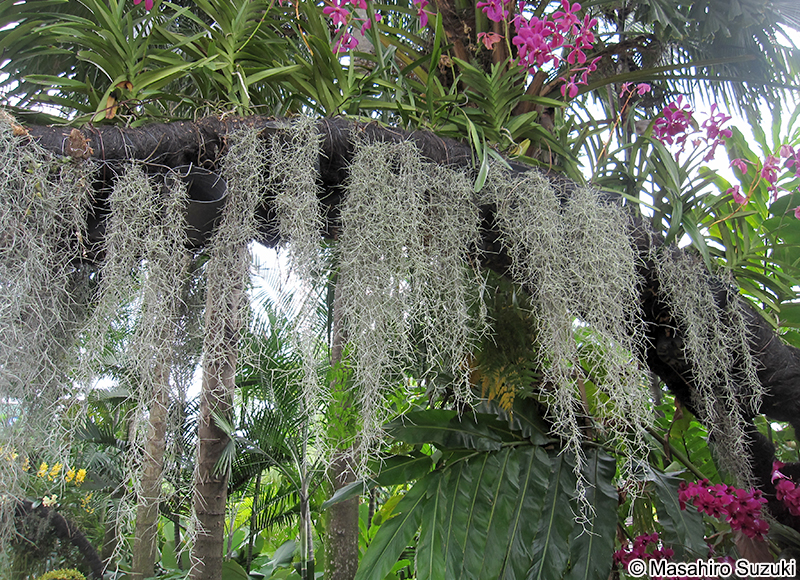 サルオガセモドキ Tillandsia usneoides