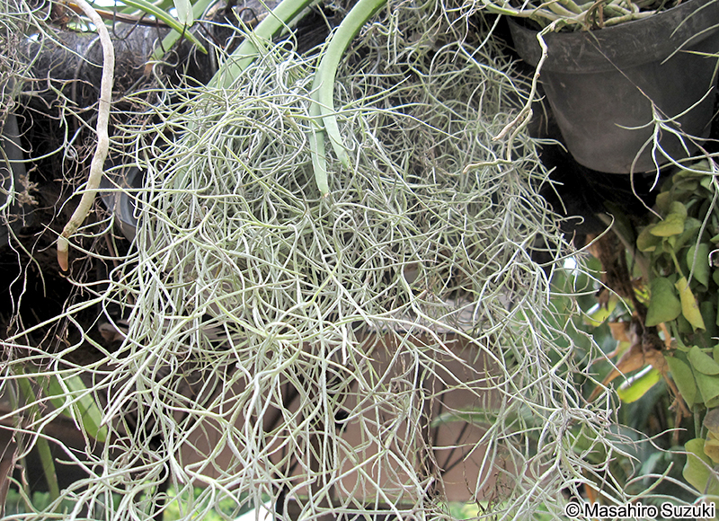 サルオガセモドキ Tillandsia usneoides