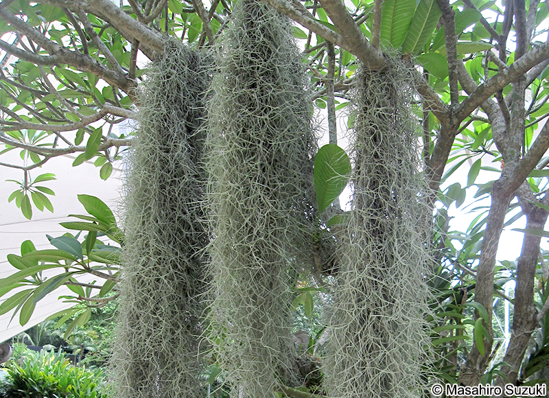 サルオガセモドキ Tillandsia usneoides