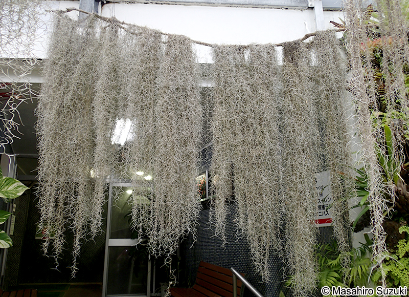 サルオガセモドキ Tillandsia usneoides