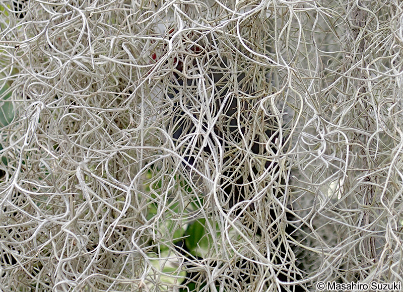 サルオガセモドキ Tillandsia usneoides