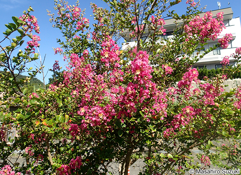 サルスベリ Lagerstroemia indica