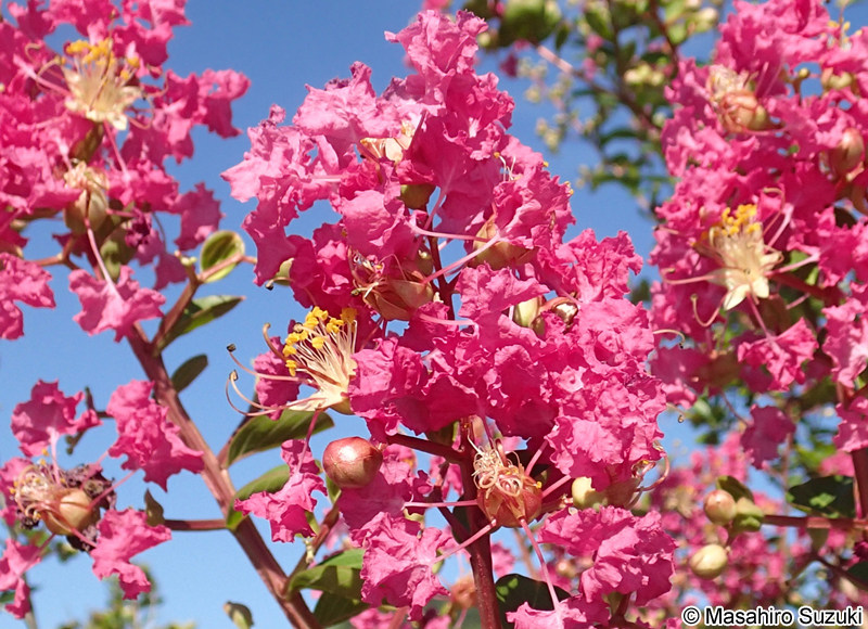 サルスベリ Lagerstroemia indica