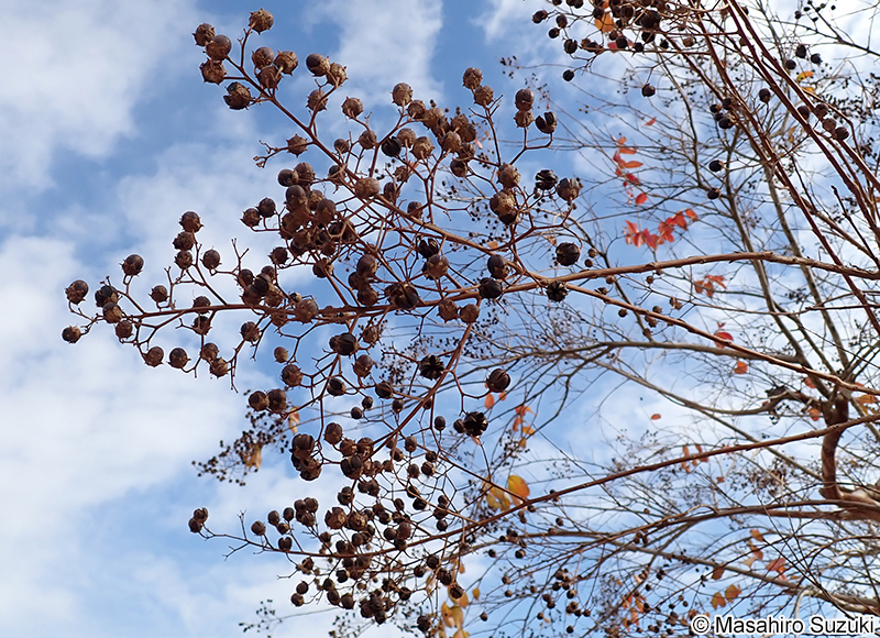 サルスベリ Lagerstroemia indica
