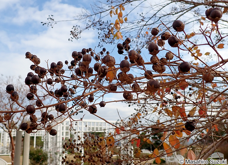 サルスベリ Lagerstroemia indica