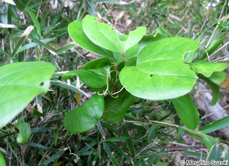サルトリイバラ Smilax china