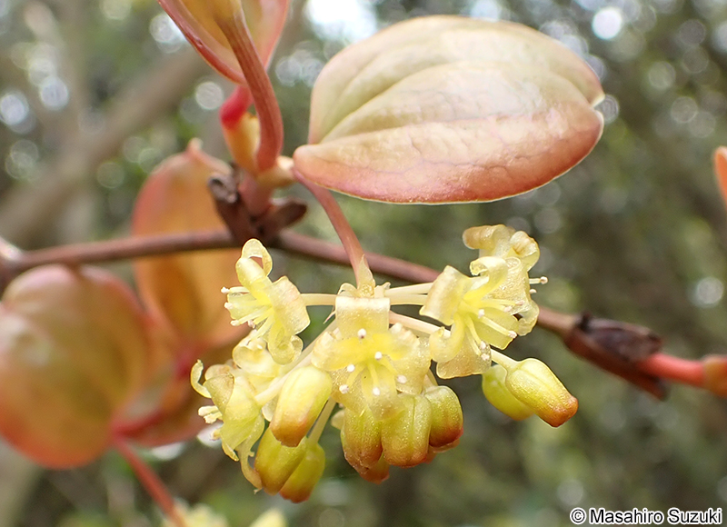 サルトリイバラ Smilax china