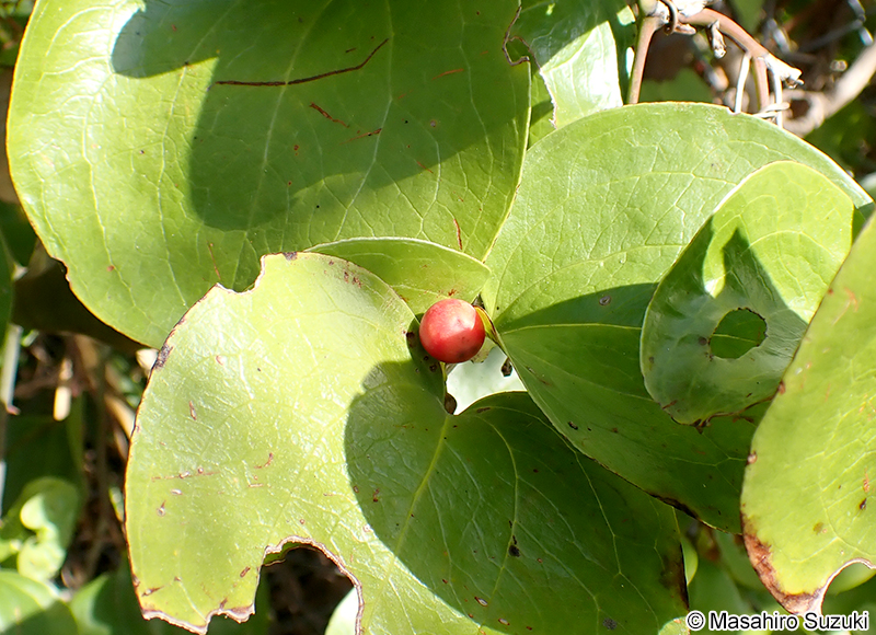 サルトリイバラ Smilax china