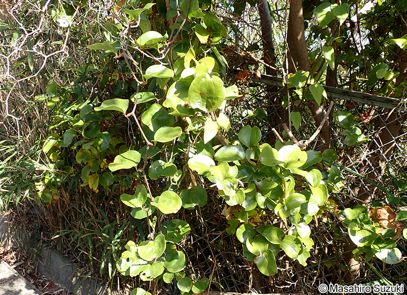 サルトリイバラ Smilax china