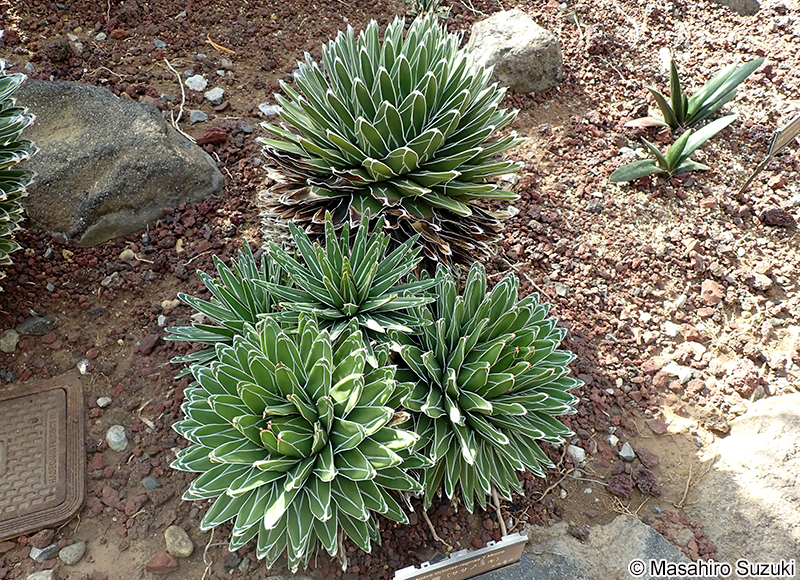 ササノユキ Agave victoriae-reginae