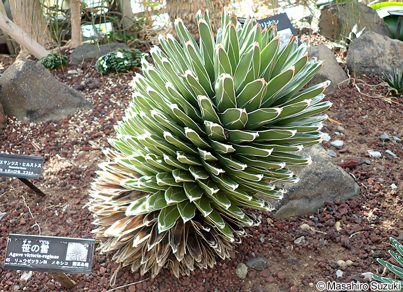 ササノユキ Agave victoriae-reginae