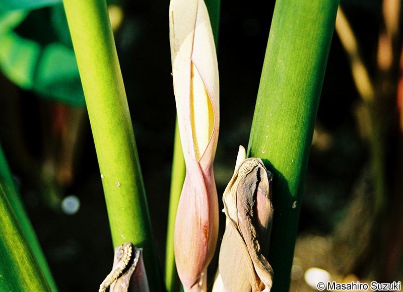 サトイモ Colocasia esculenta
