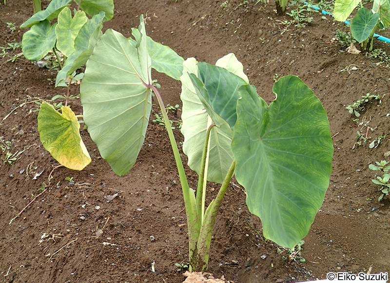 サトイモ Colocasia esculenta