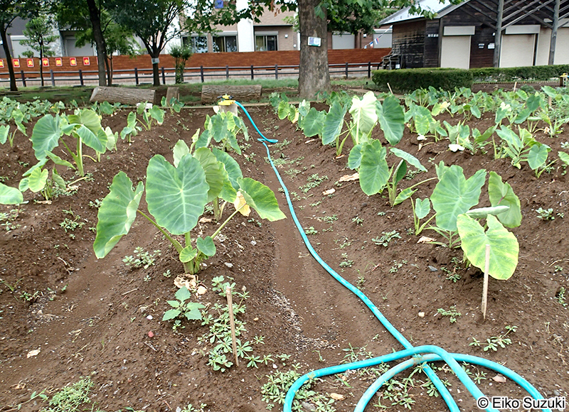 サトイモ Colocasia esculenta
