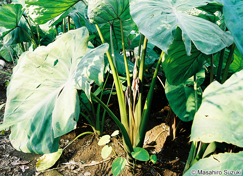 サトイモ Colocasia esculenta