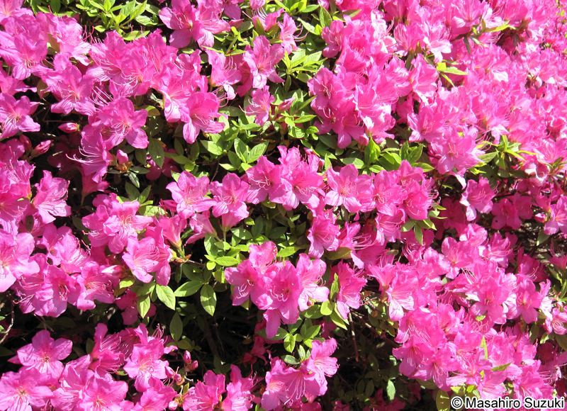 サツキ Rhododendron indicum