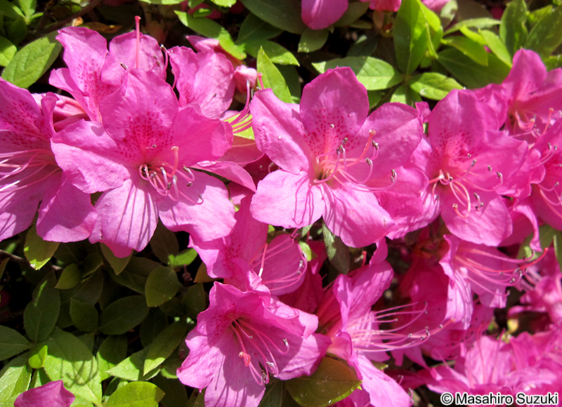 サツキ Rhododendron indicum
