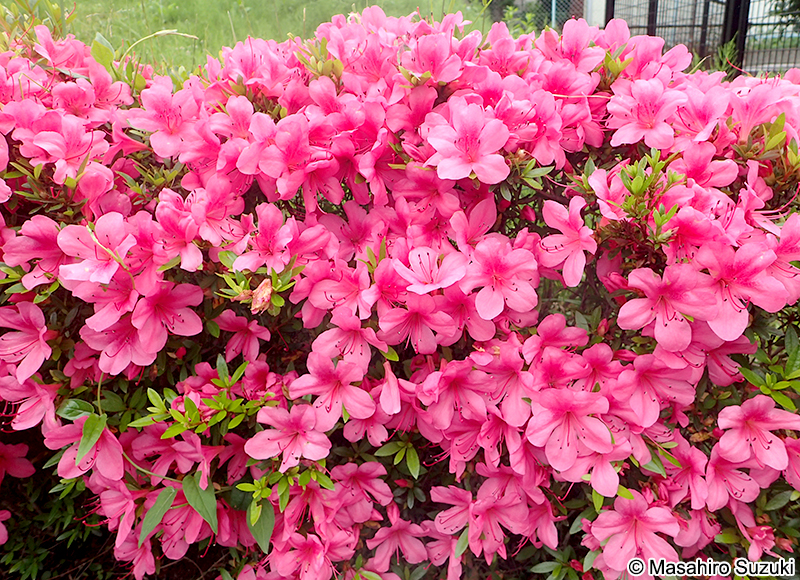 サツキ Rhododendron indicum
