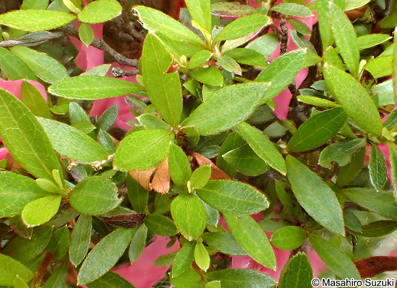 サツキ Rhododendron indicum