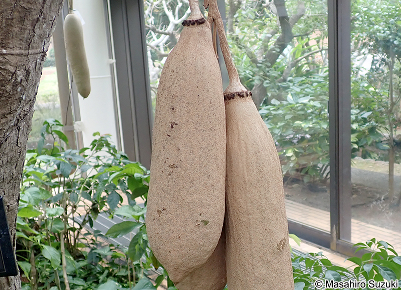 ソーセージノキ Kigelia africana var. aethiopica