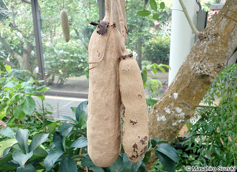 ソーセージノキ Kigelia africana var. aethiopica