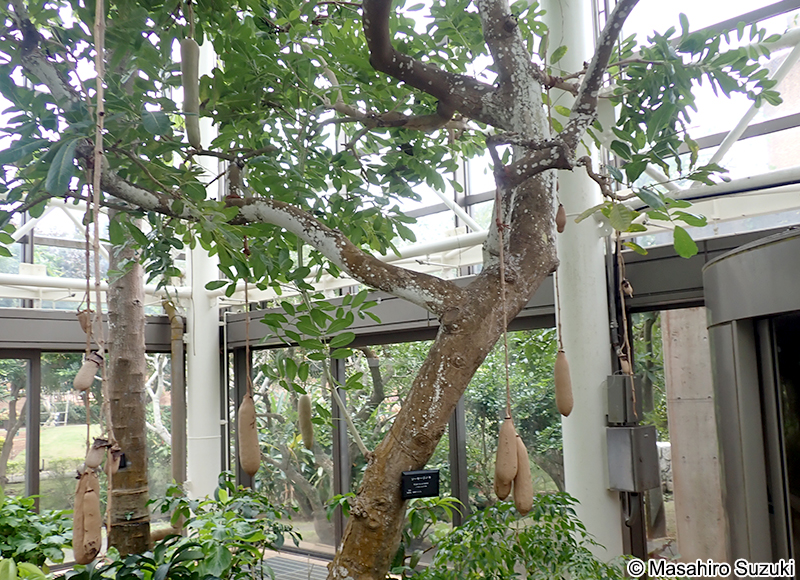 ソーセージノキ Kigelia africana var. aethiopica