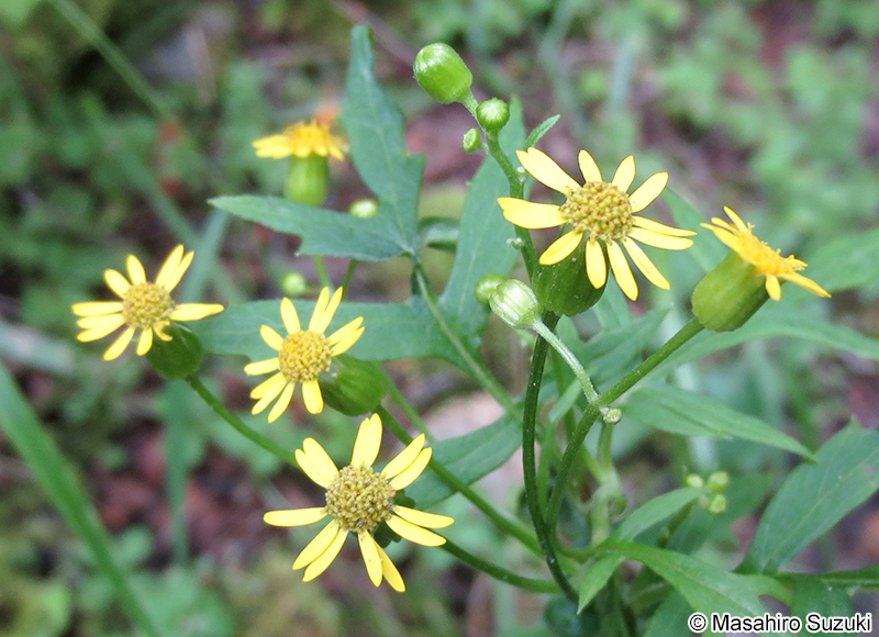 サワギク Nemosenecio nikoensis