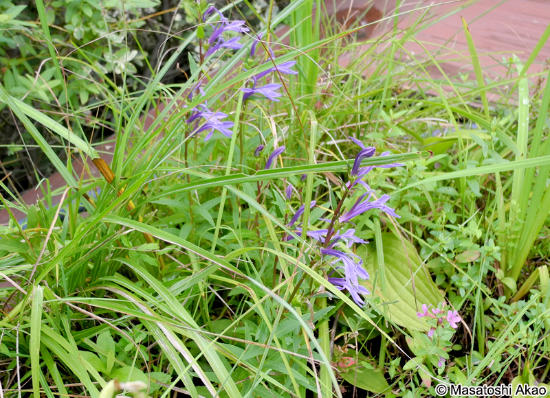 サワギキョウ Lobelia sessilifolia