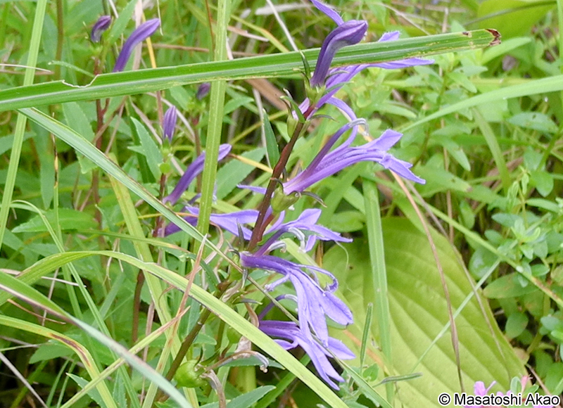 サワギキョウ Lobelia sessilifolia