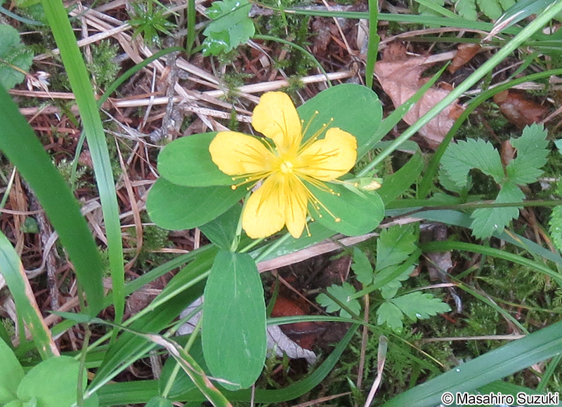 サワオトギリ Hypericum pseudopetiolatum