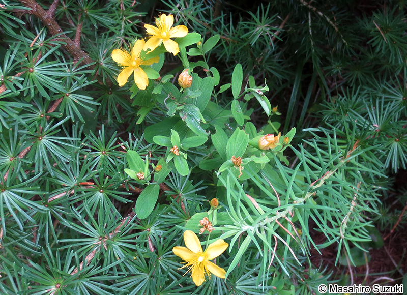 サワオトギリ Hypericum pseudopetiolatum