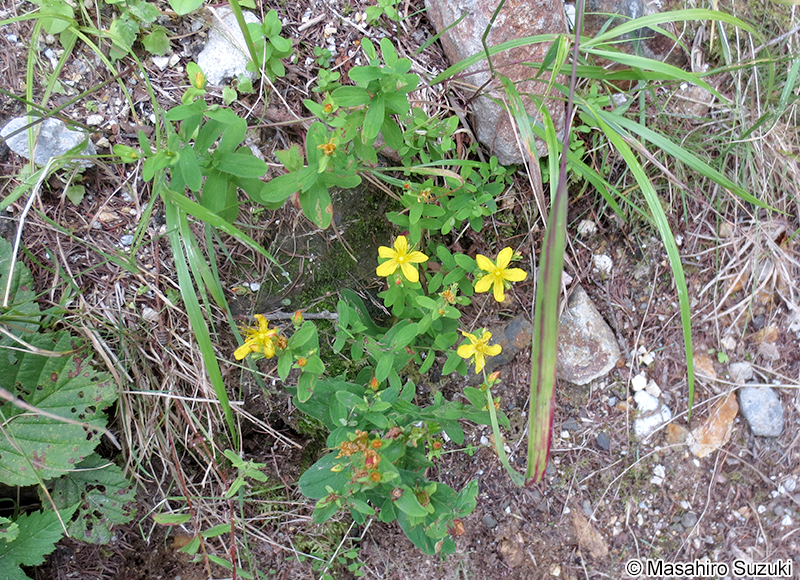 サワオトギリ Hypericum pseudopetiolatum