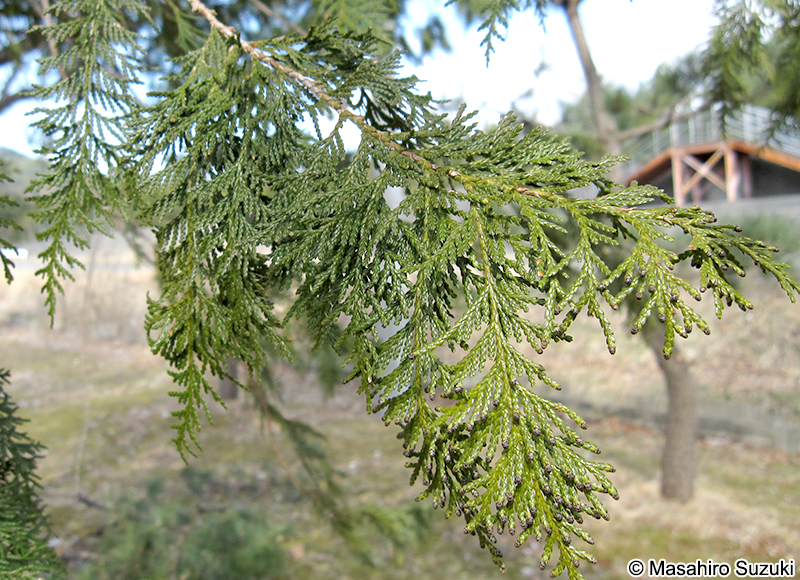 サワラ Chamaecyparis pisifera
