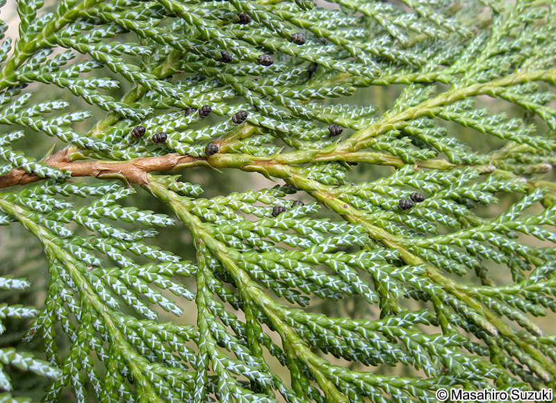 サワラ Chamaecyparis pisifera