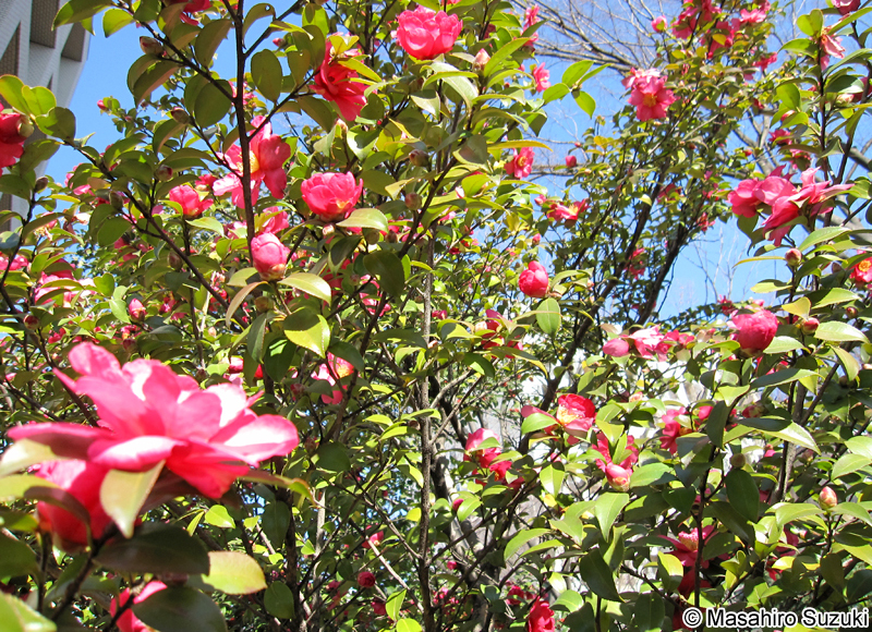 サザンカ Camellia sasanqua