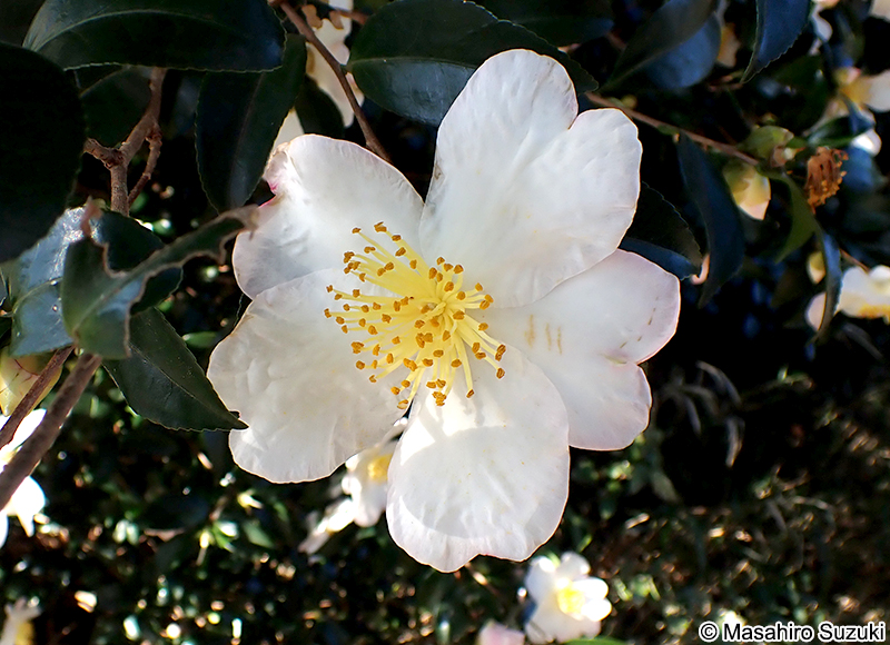 サザンカ Camellia sasanqua