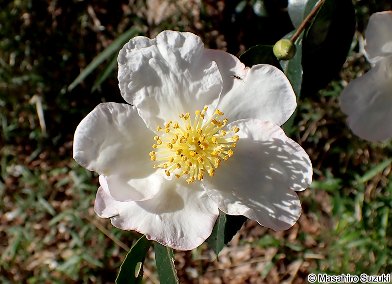 サザンカ Camellia sasanqua
