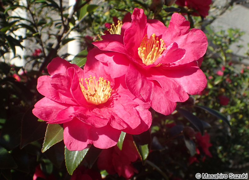 サザンカ Camellia sasanqua