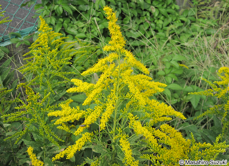 セイタカアワダチソウ Solidago altissima