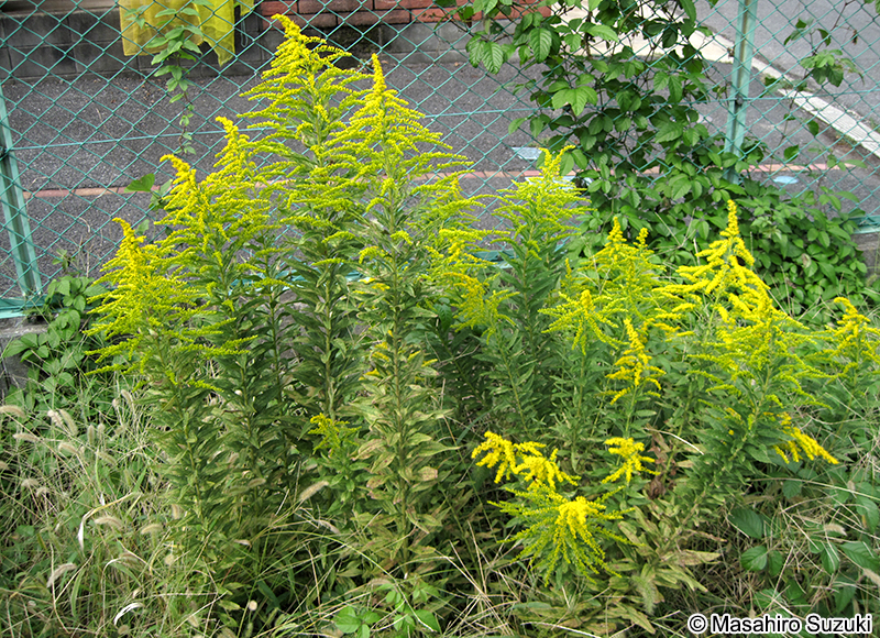 セイタカアワダチソウ Solidago altissima