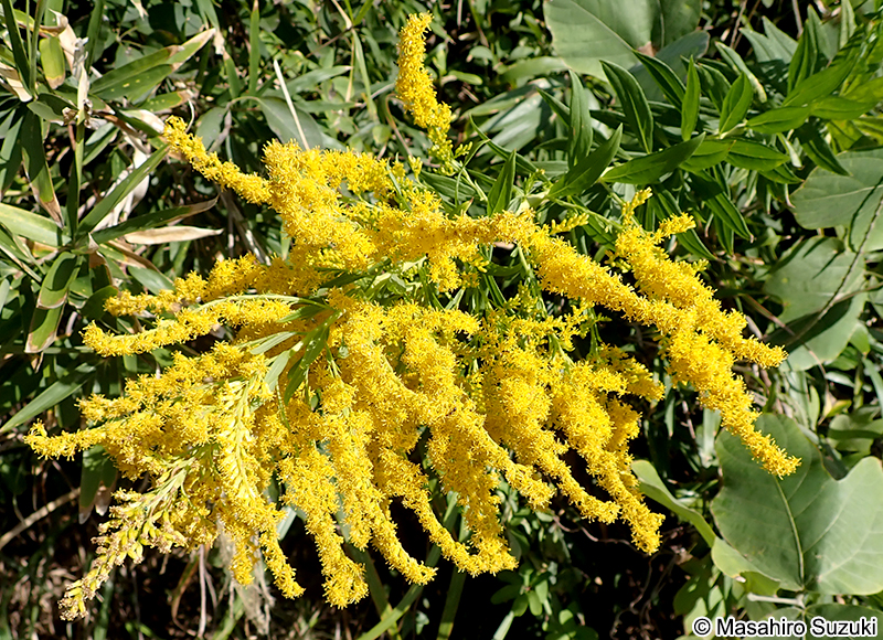 セイタカアワダチソウ Solidago altissima